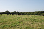 Field of Hebridean sheep