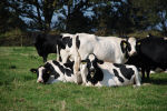 Cows