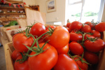 Tomatoes